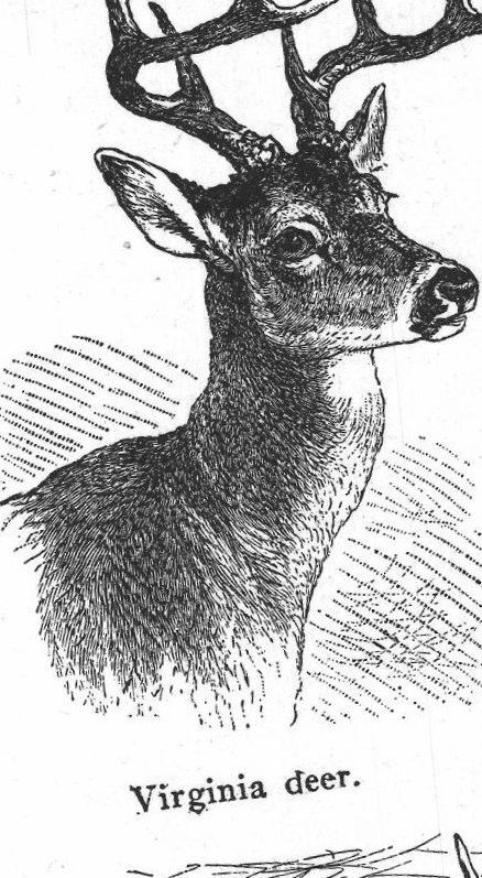 Virginia deer