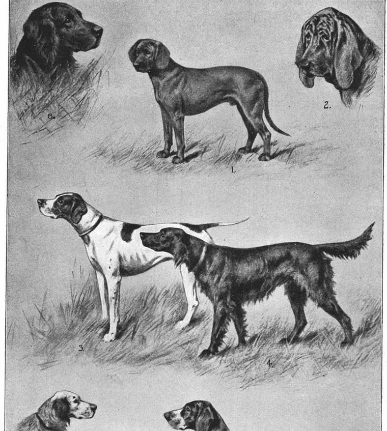 Hound. Bloodhound. Pointer. Irish Setter. English Setter. Dogs