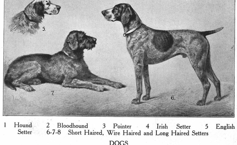 Hound. Bloodhound. Pointer. Setters. Dogs