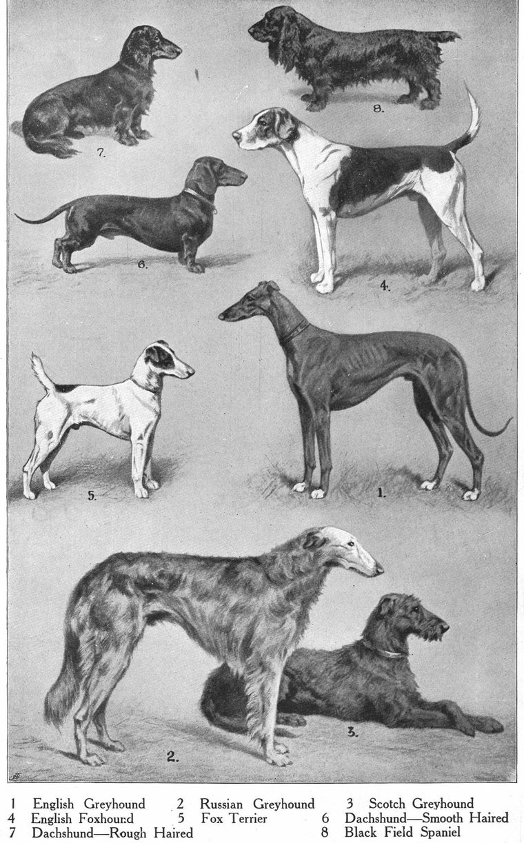 English Greyhound. Russian Greyhound. Fox Terrier. Dachshund. Black Field Spaniel. Dogs