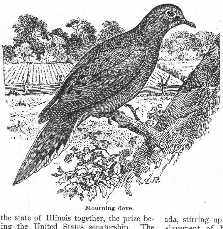 Mourning dove