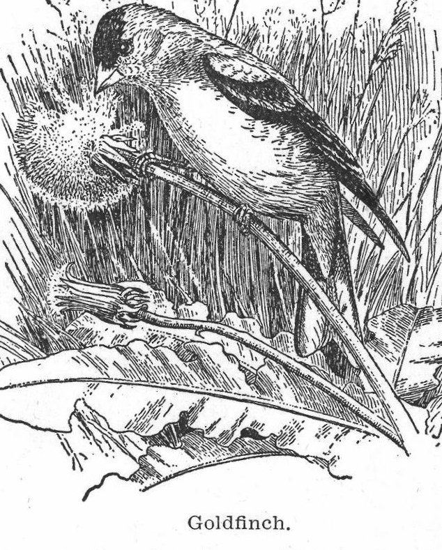 Goldfinch. Finch