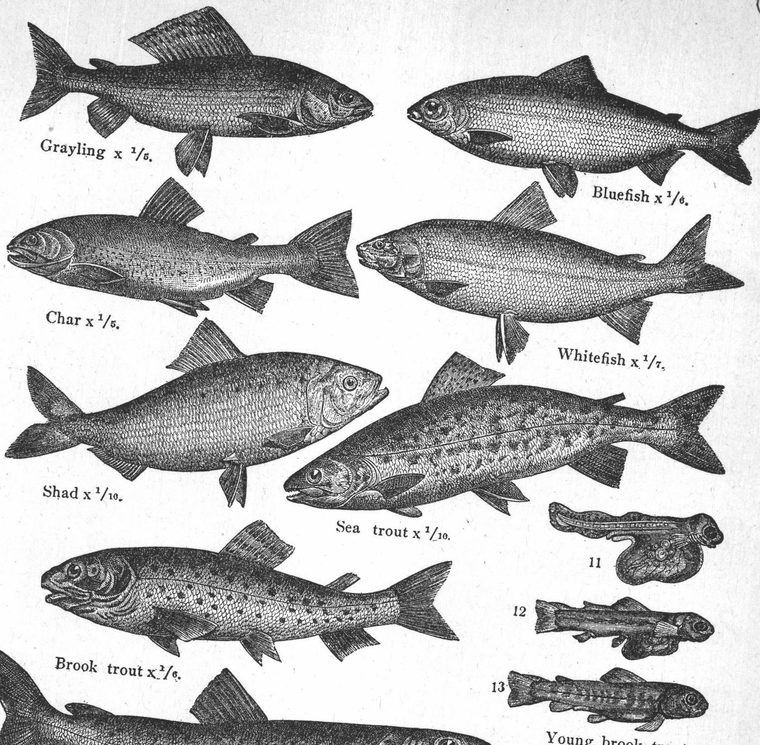 Brook trout. Food fishes