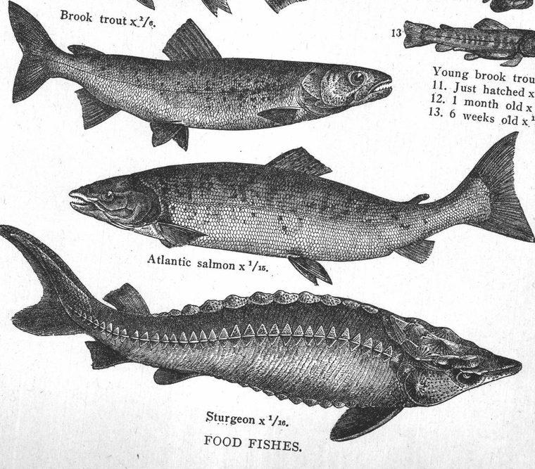 Sturgeon. Food fishes