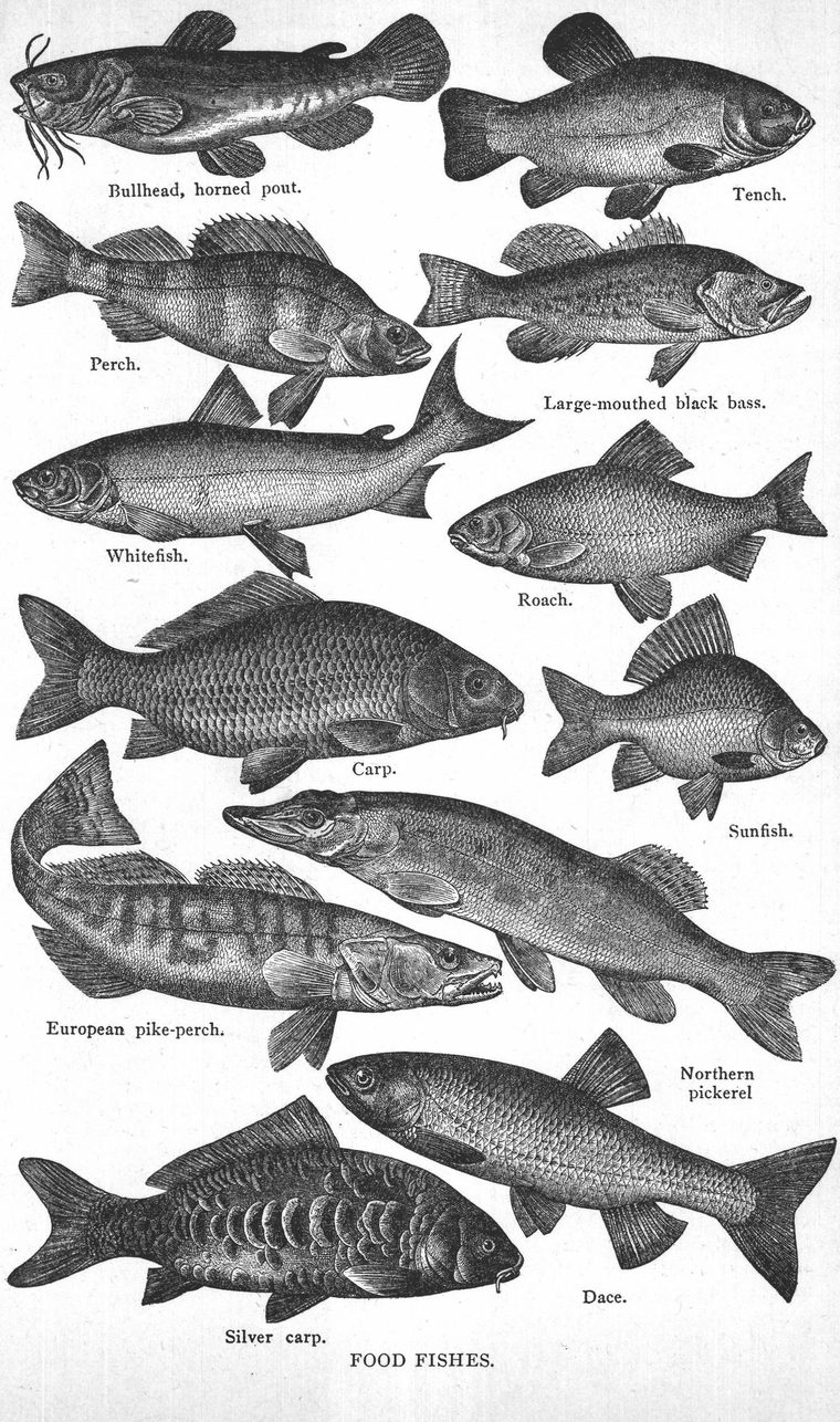 Silver carp. Dace. Food fishes