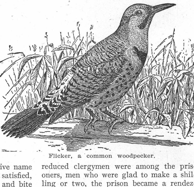 Flicker, a common woodpecker