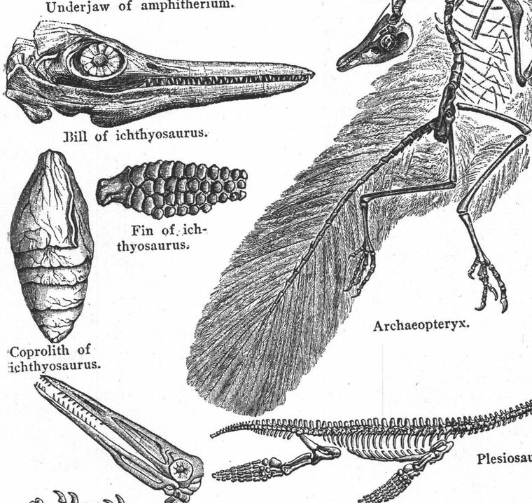 Plesiosaurus. Fossils of the Jurassic period