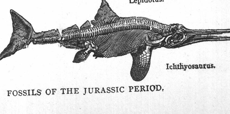 Fossils of the Jurassic period