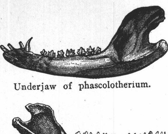 Fossils