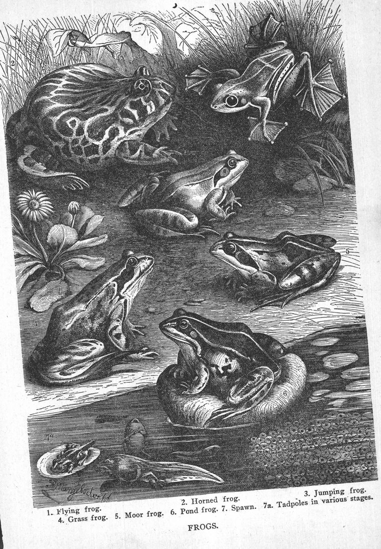 Flying frog. Grass frog. Horned frog. Moor frog. Pond frog. Spawn. Tadpoles. Frogs