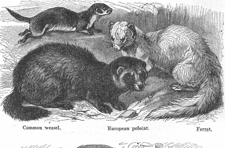 Common weasel. European polecat. Ferret. Furbearing animals