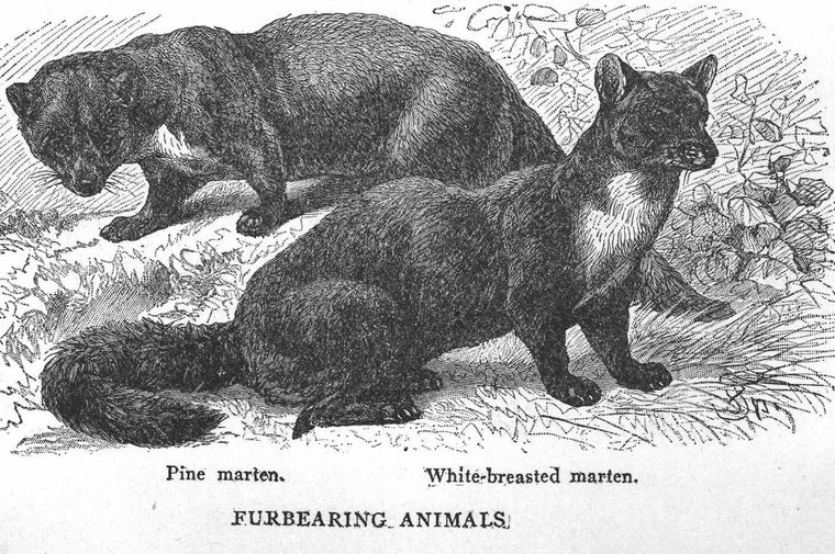 Pine marten. White-breasted marten. Furbearing animals
