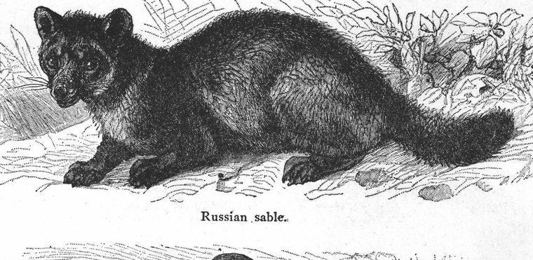 Russian sable. Furbearing animals