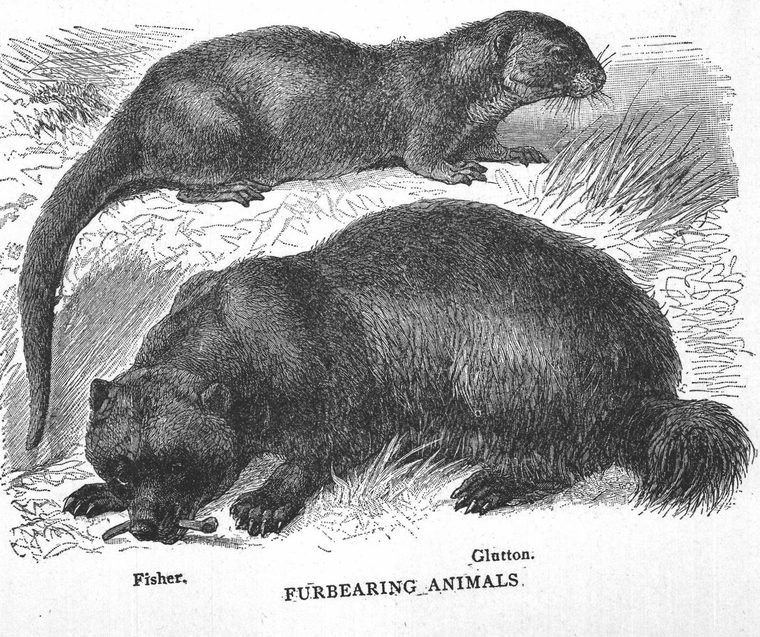 Fisher. Glutton. Furbearing animals