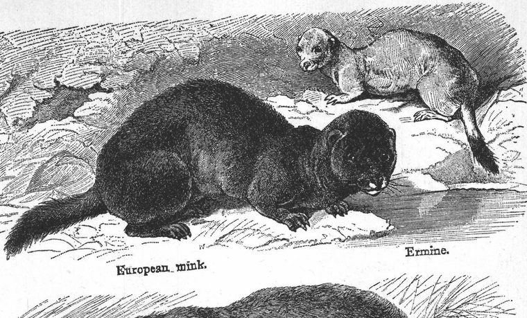 European mink. Ermine. Furbearing animals