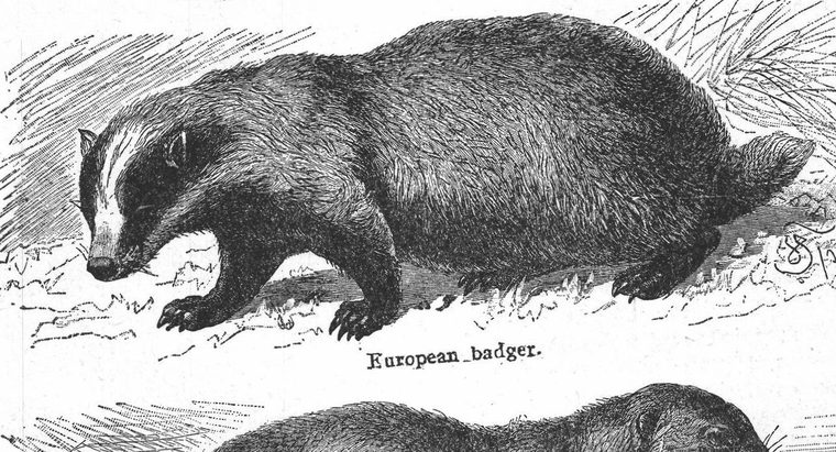 European badger. Furbearing animals