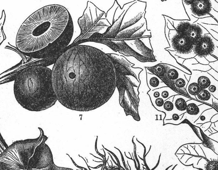 Gall