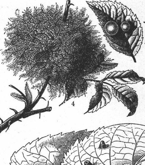 Galls on elm leaf. Oak galls. Rose-gall. Galls