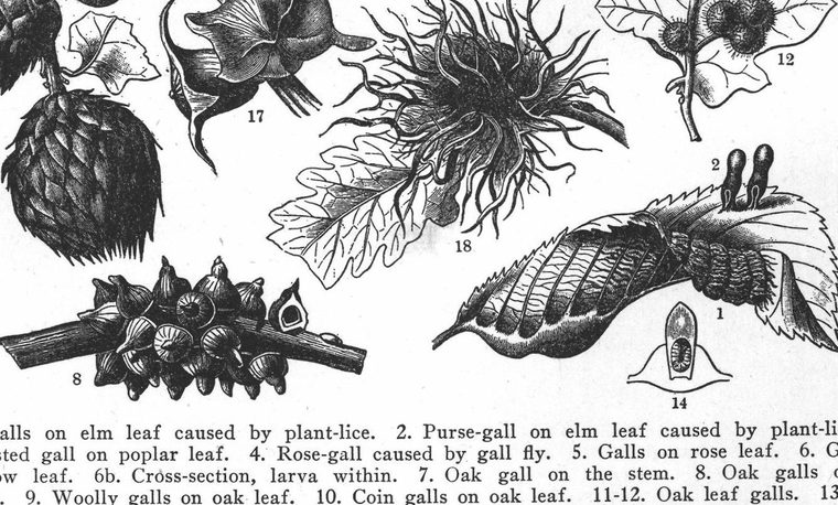 Gall