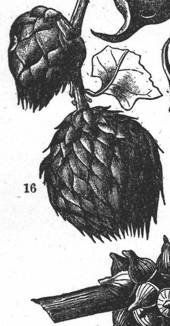 Gall