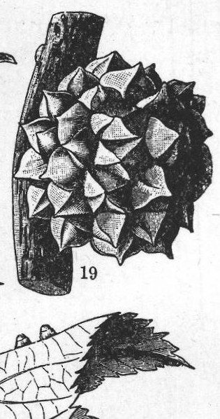 Gall