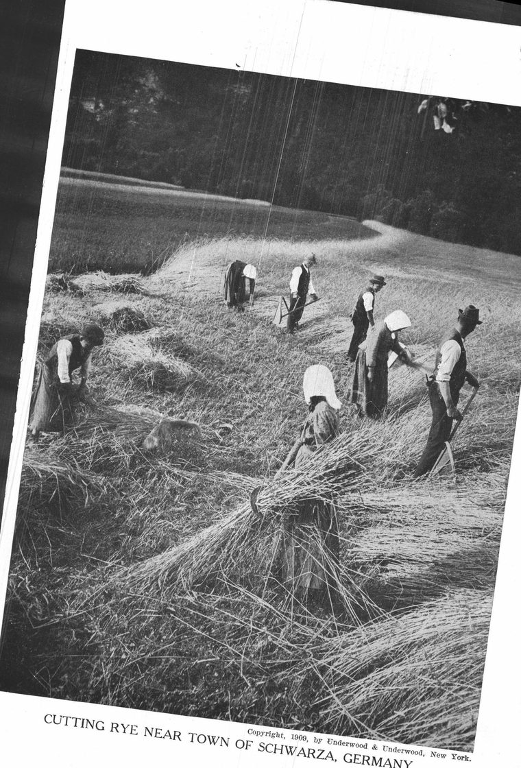 Cutting rye near town of Schwarza, Germany