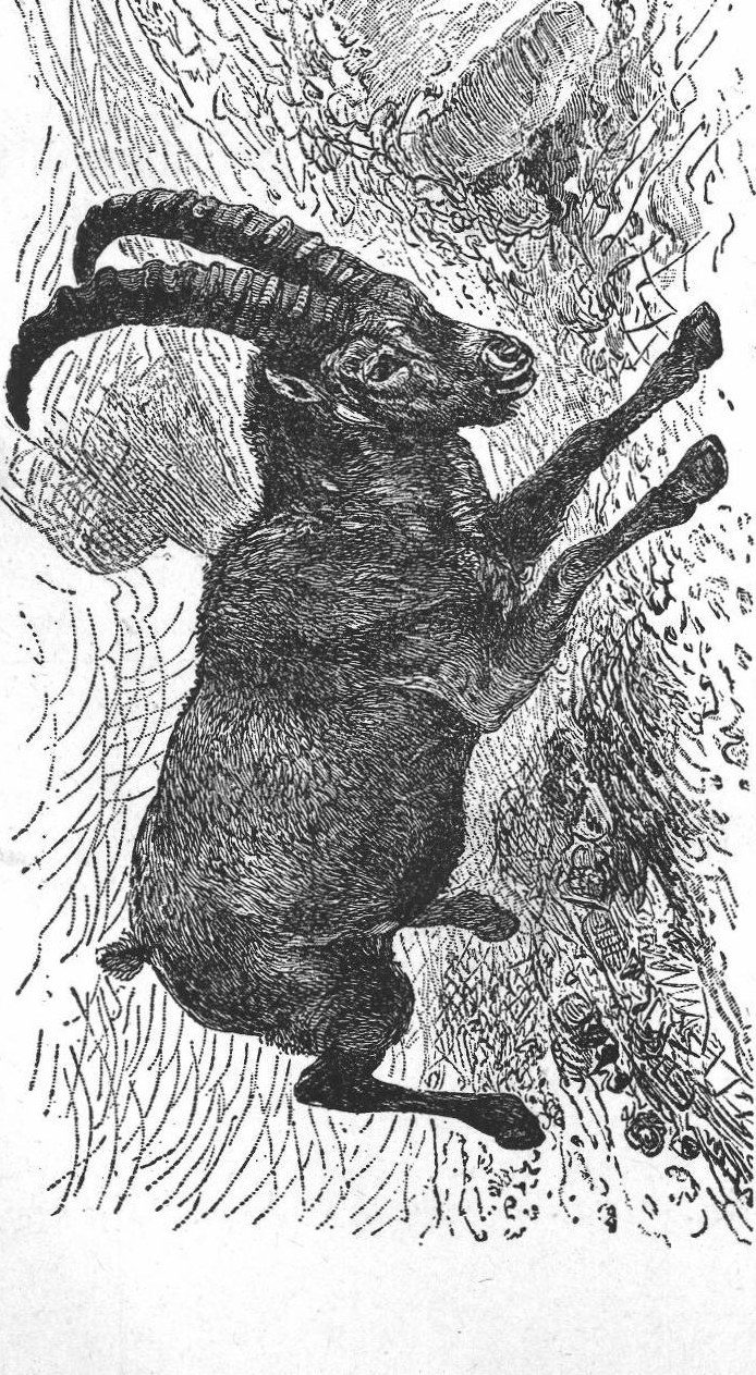 Gnu