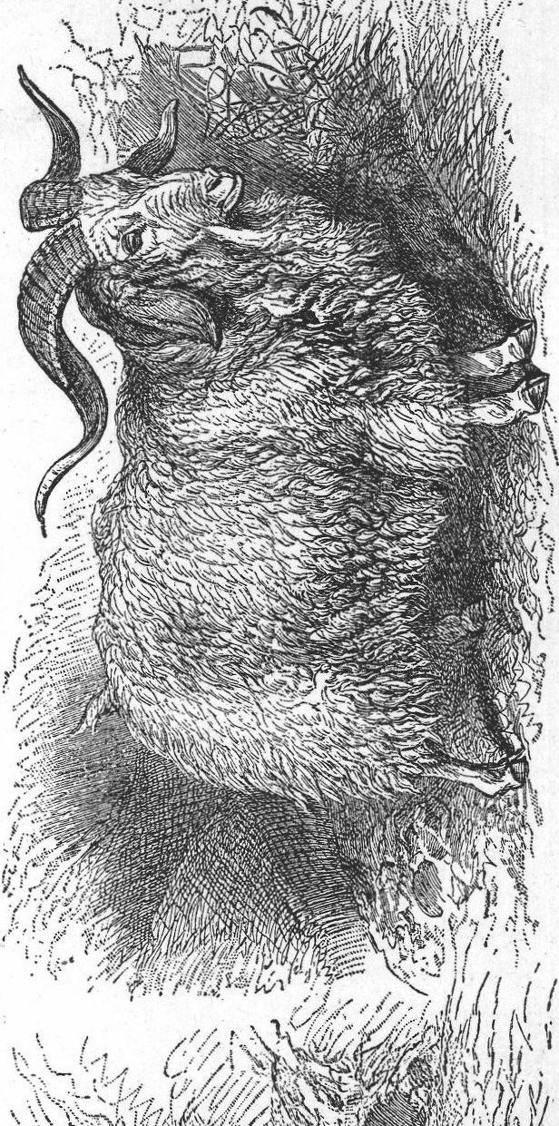Gnu