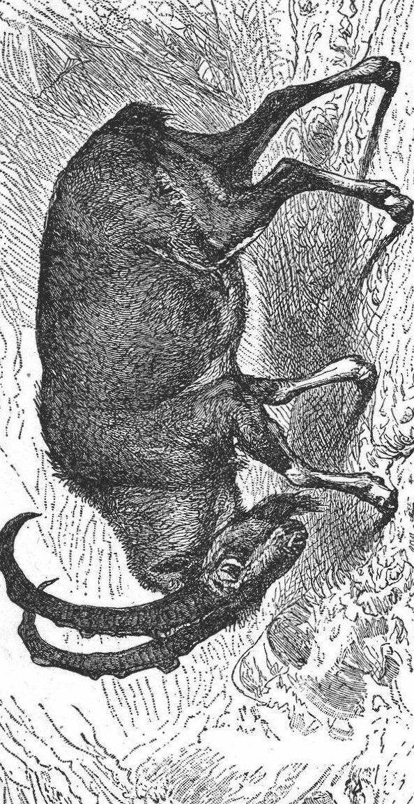 Gnu