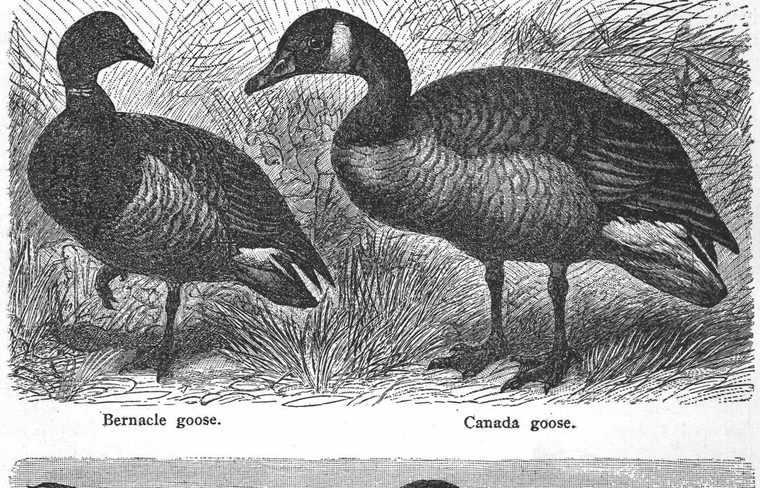 Bernacle goose. Canada goose. Geese