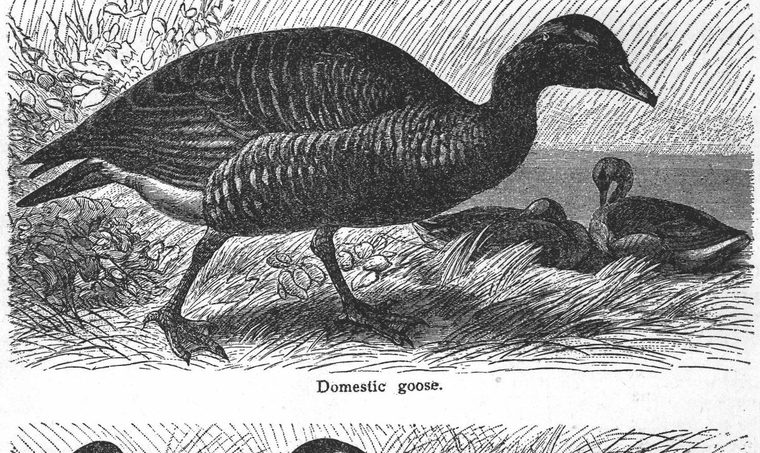 Domestic goose. Geese