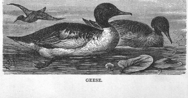 Geese