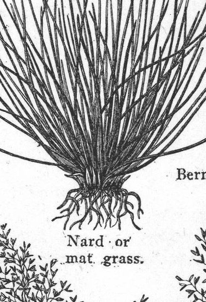 Nard or mat grass. Grass
