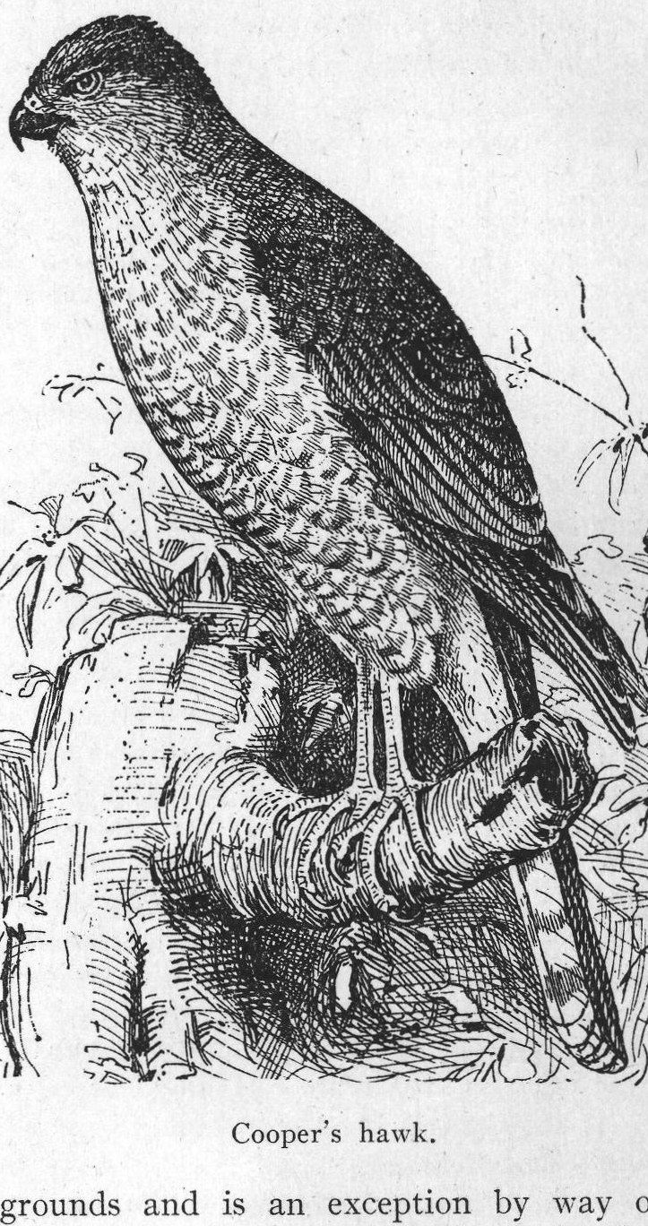 Cooper's hawk