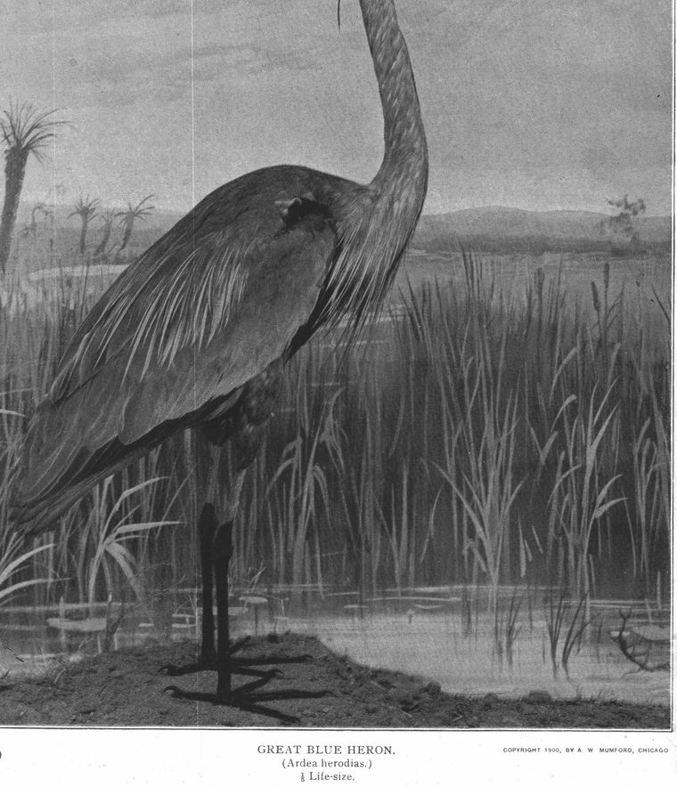 Great blue heron. Ardea herodias