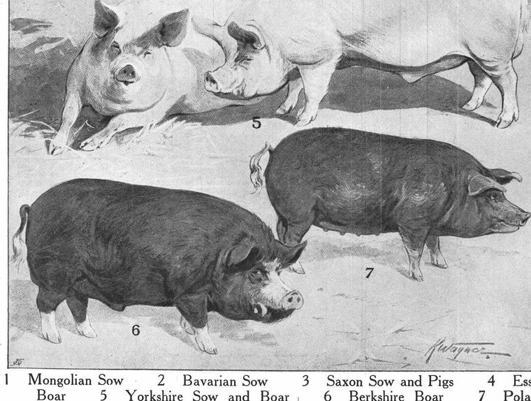 Mongolian Sow. Bavarian Sow. Yorkshire Sow and Boar. Berkshire Boar. Hogs