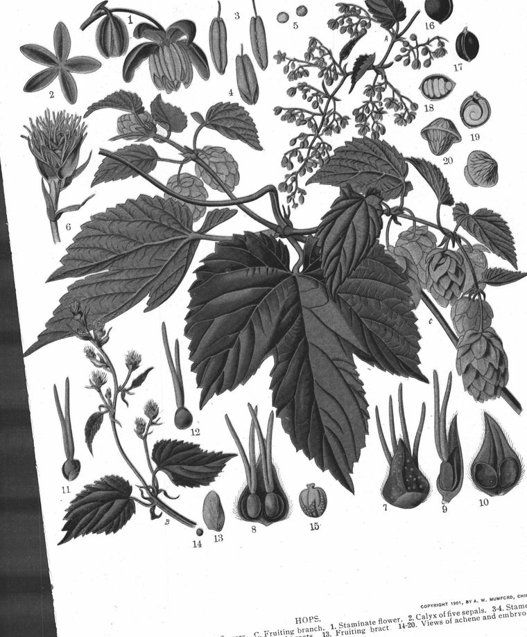 Hops. Fruiting branch. Staminate flower