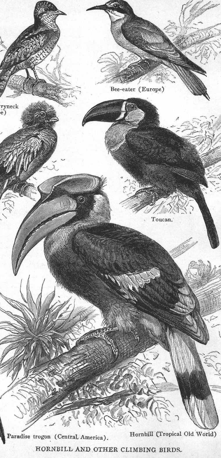 Paradise trogon. Hornbill. Hornbill and other climbing birds