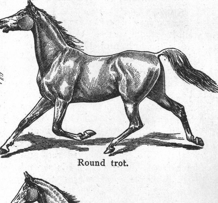 Round trot. Horse gaits