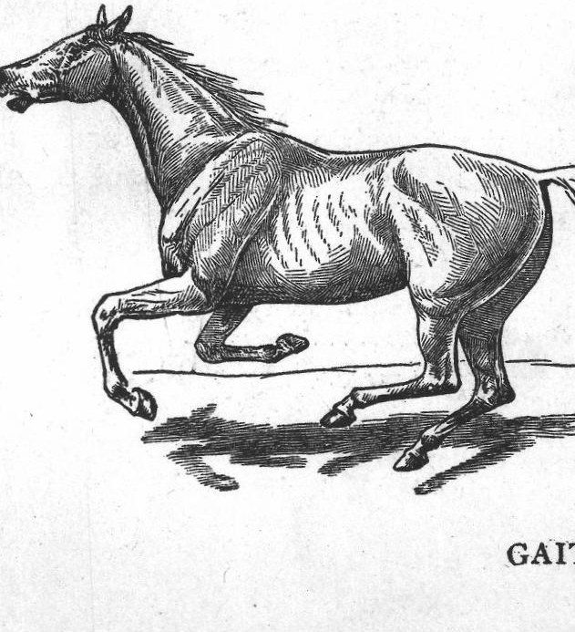 Horse gaits
