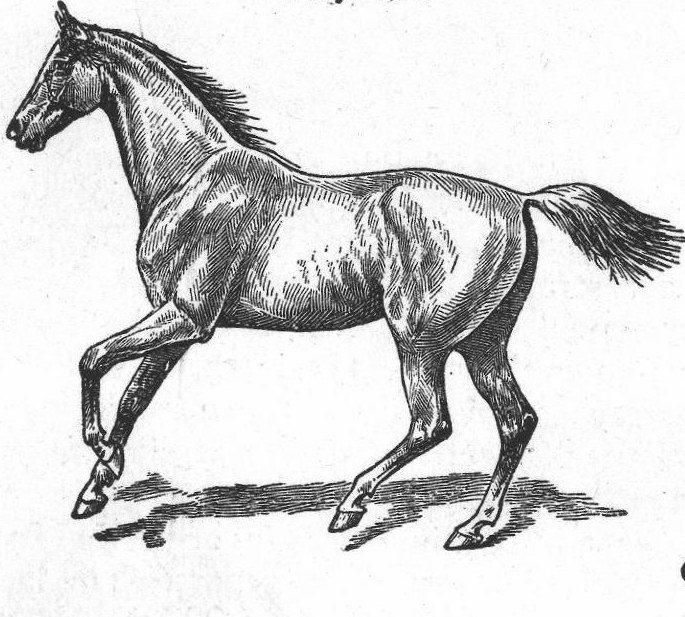 Horse