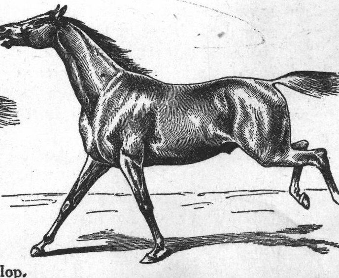 Horse