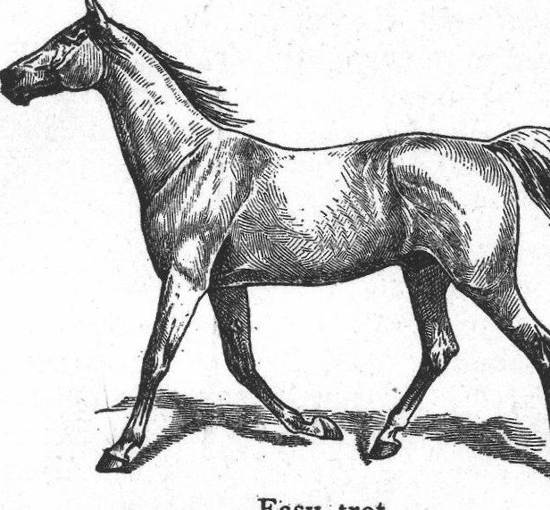 Easy trot. Horse gaits
