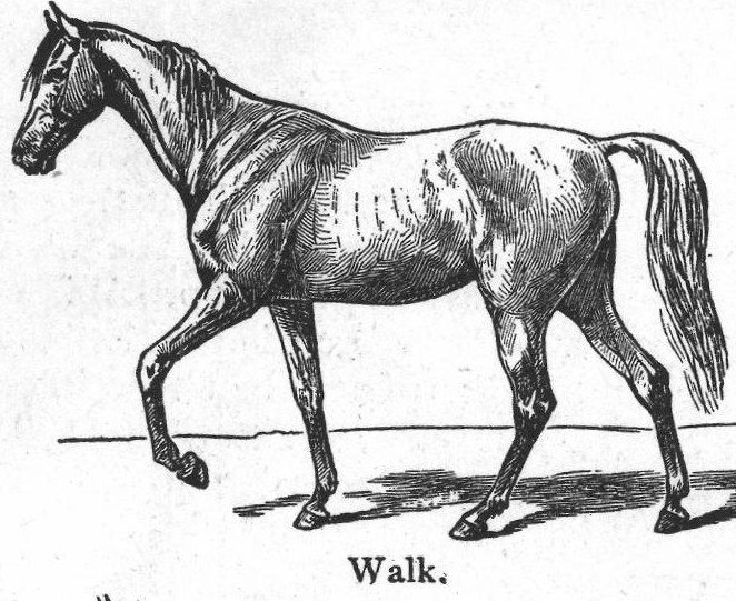 Walk. Horse gaits