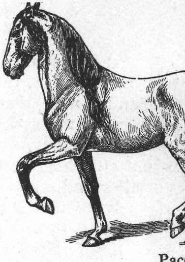 Pace. Horse gaits