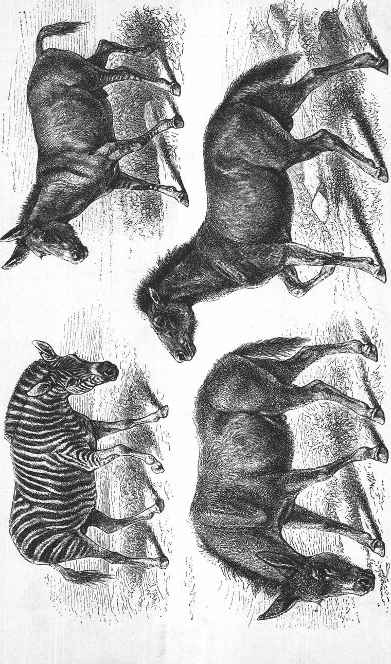 Horsefly
