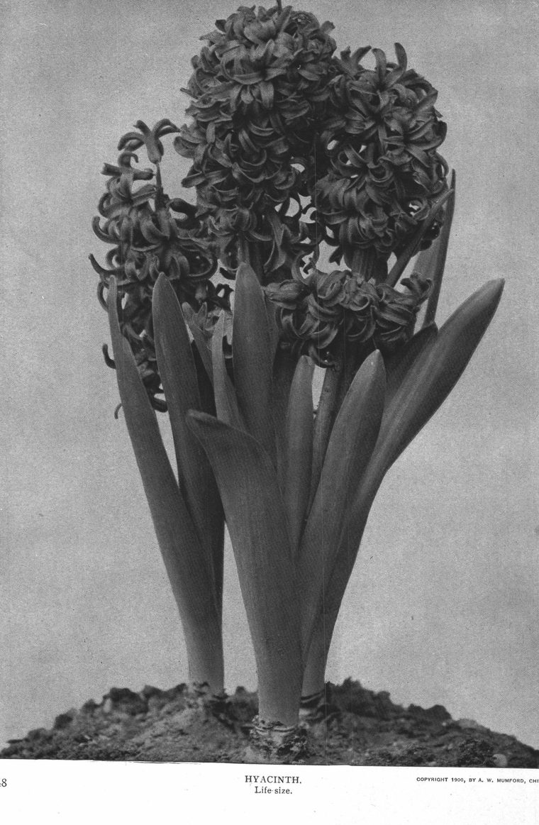 Hyacinth. Life size