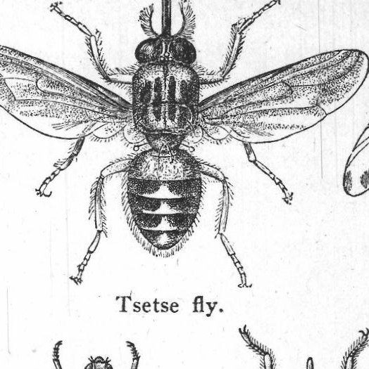 Tsetse fly. Insects