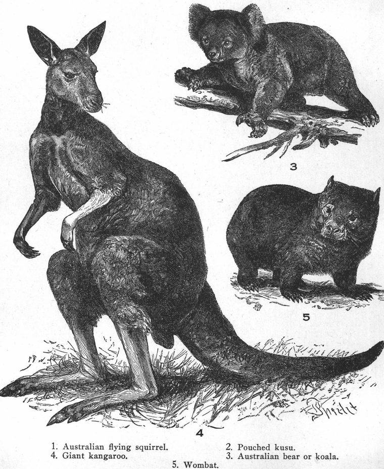 Australian flying squirrel. Giant kangaroo. Wombat. Australian bear or koala