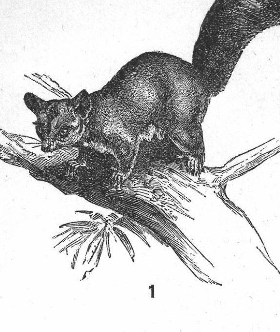 Kangaroo